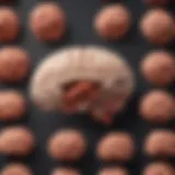 Illustration depicting various types of brain hemorrhages.
