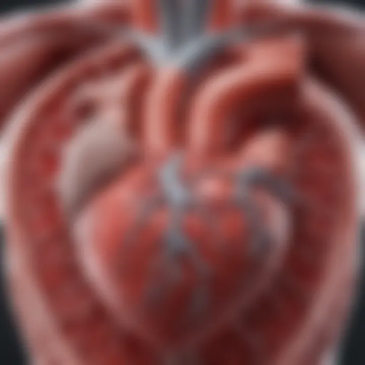 An anatomical illustration of the heart and pericardium