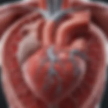 Anatomy of the Heart and Pericardium An anatomical illustration of the heart and pericardium