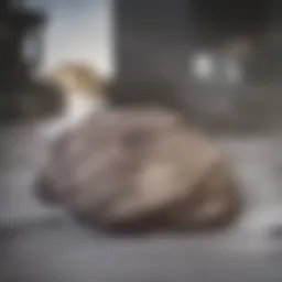 Detailed illustration of lung development in neonates affected by CLPD