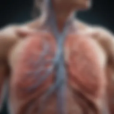 Illustration of Bronchial Pathways in COPD Bronchial pathways illustrating COPD impact