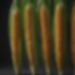 Visual representation of optimal corn seed spacing