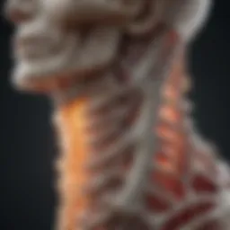 Illustration of cervical spine anatomy highlighting intervertebral discs