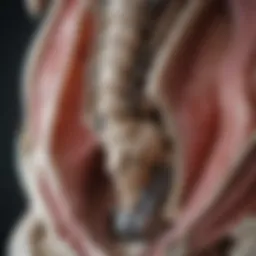 Anatomical illustration of the sacrum highlighting fracture points