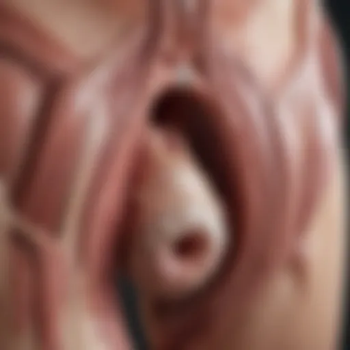 Medical illustration of vaginal anatomy highlighting lump locations