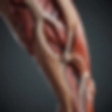 Leg Muscle Anatomy Anatomical diagram illustrating leg muscle structure.