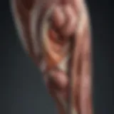 Illustration of leg muscle anatomy highlighting spasm areas