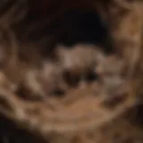 A close-up view of a mouse nest with newborn pups
