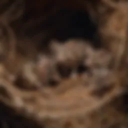 A close-up view of a mouse nest with newborn pups