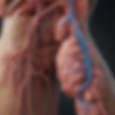 Benign vs Malignant Renal Masses Comparison of benign and malignant renal masses