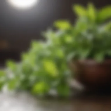 Evaluating the Health Impacts of Stevia Health benefits of stevia