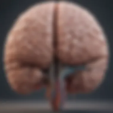 Brain Regions Implicated in Lewy Body Dementia Illustration of brain highlighting areas affected by Lewy Body Dementia