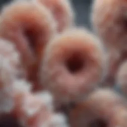 Microscopic view of Candida species