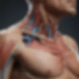 An anatomical diagram of shoulder joints affected by arthritis