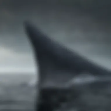 Humpback Whale Dorsal Fin A humpback whale showcasing its dorsal fin.