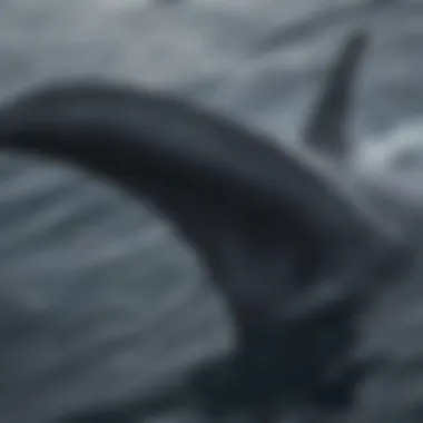 Close-up of a humpback whale's fluke in the water.