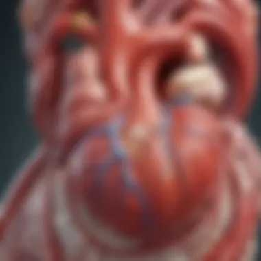 Anatomy of the Heart and PFO Anatomy of the heart highlighting the Patent Foramen Ovale