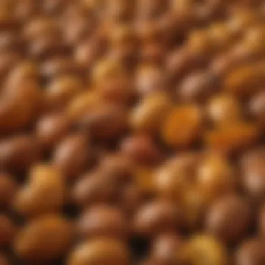 A close-up of wild mango seeds with a natural background