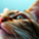 Diagram illustrating the anatomy of a cat's third eyelid