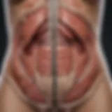 Anatomical illustration of the upper left abdomen highlighting organs