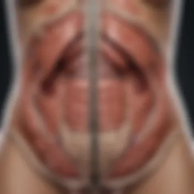 Anatomical illustration of the upper left abdomen highlighting organs